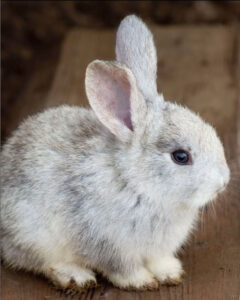 A small, fluffy gray rabbit sits on a wooden surface, facing right. Its fur is soft and light-colored, with large upright ears and dark, round eyes.